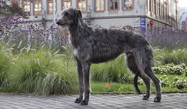 Deerhound - levriero scozzese